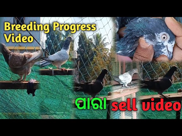 Breeding Progress Video ll Sell Video 😀