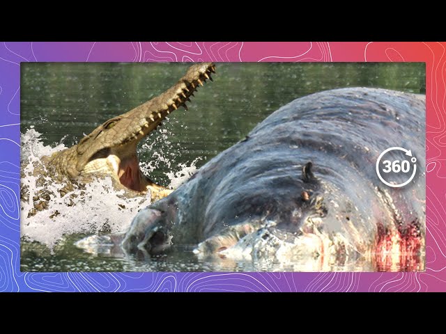 Death Roll: Nile Crocodiles Devour Hippo Carcass in Shocking Display of Power