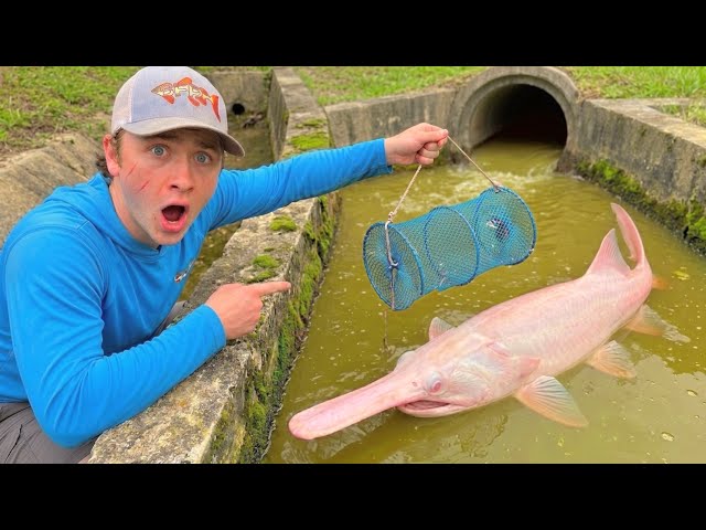 ¡Atrapamos peces gigantes de acuario con una trampa de 24 horas!