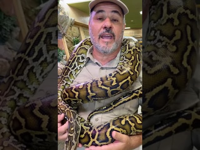 Burmese pythons are so beautiful, but in their natural ranges of Asia!