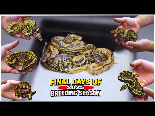 Powerful 2026 Hatchlings! 🐍 3 New Clutches & Incredible ODDS!!!