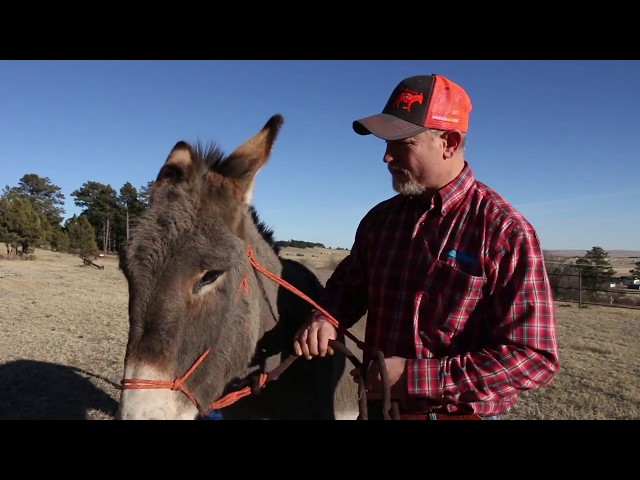 Halter Trainig - Timing is Everything