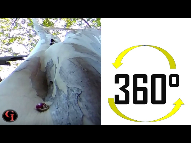 4k Curious Ladybug | Garden Meditation (360 Video)