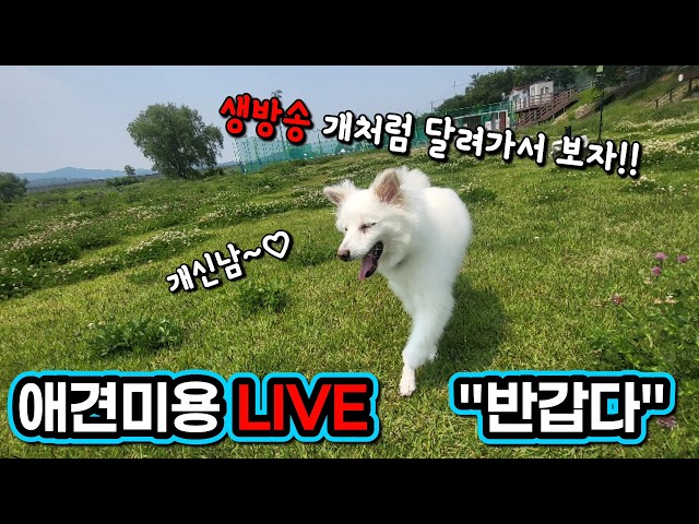 [애견미용][이기명] 꼬미/푸들 South Korea Dog Grooming Live Broadcast