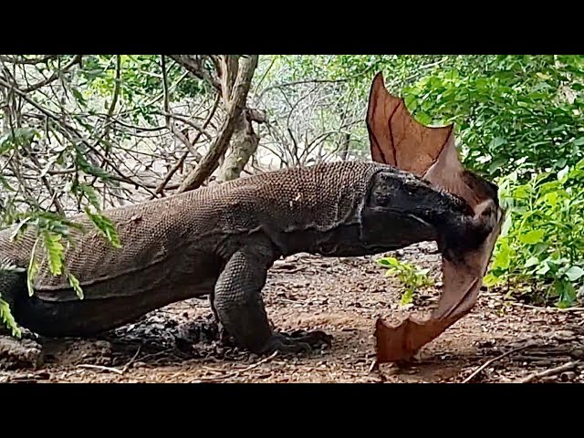 How Dragons Catch Baby Bats That Fall From Trees
