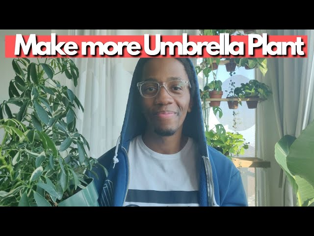 Umbrella Tree Plant Propagation | Make more Schefflera