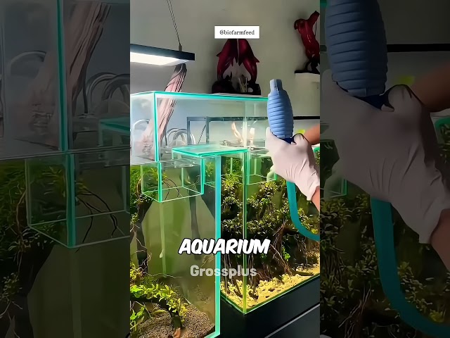 Fish tank #shorts #science