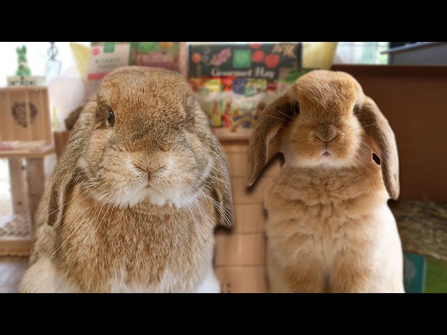 Rabbit Care Essentials: Must-Have Supplies for Rabbits of All Ages