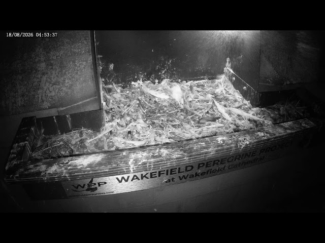 The Wakefield Peregrine Project - Live Nest Box Cam