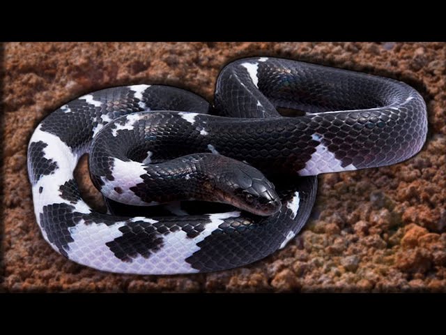 THE SNAKE WITH MILLIONS OF "LIKES" ON INSTAGRAM!! | BRIAN BARCZYK
