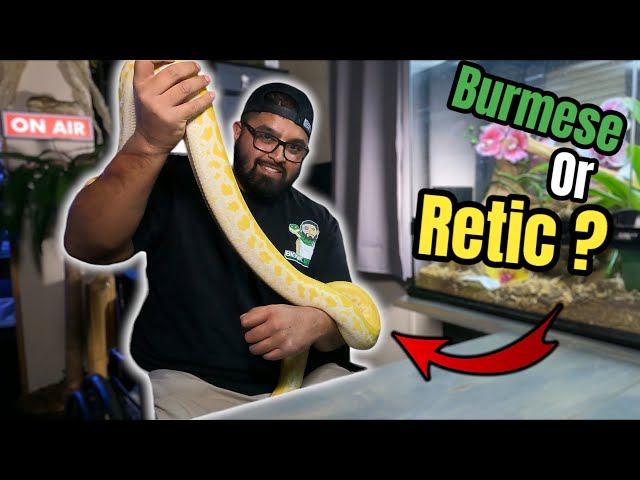 Burmese Python vs Reticulated Python | What’s a better Pet Snake ? #animals #snake #python