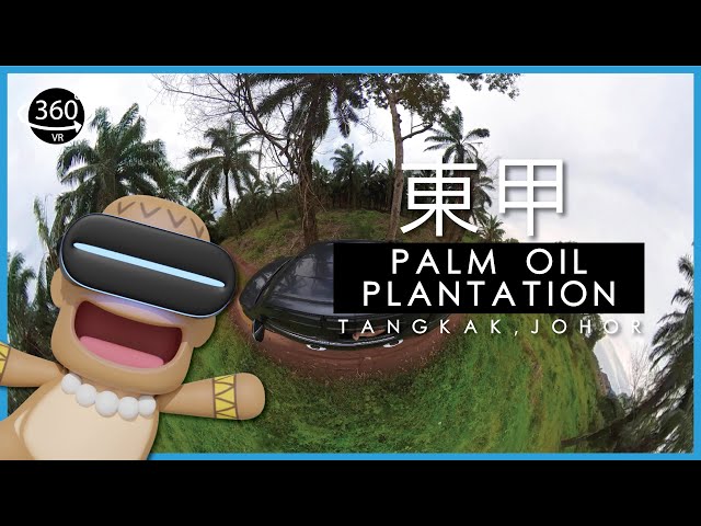 🇲🇾  360° VR - Palm Oil Plantation, TangKak - Walking Video, Virtual Tour.  阿本兜个圈  #VR #vr360