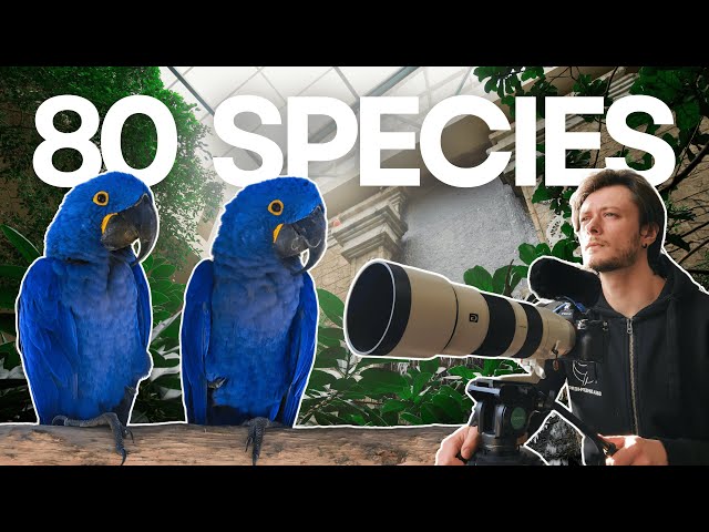 I Visited the WORLD'S LARGEST Free-Flying Indoor Aviary | Bird Kingdom