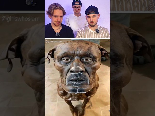 Try not to laugh ❗ | 401 #funny