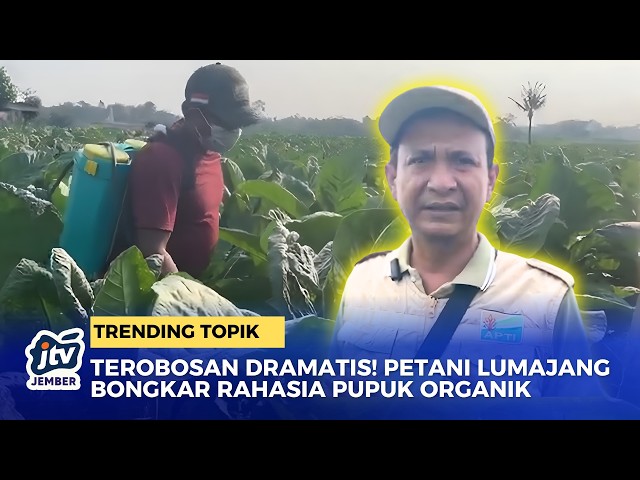 Ditch Chemical Fertilizers! Lumajang Tobacco Farmers Successfully Brew Their Own Organic Fertilizer