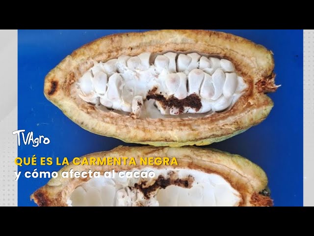 What is black carmenta and how does it affect cocoa? - TvAgro by Juan Gonzalo Angel