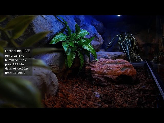 terrarium-LIVE 🔴 06/09/2026 🐍 Ball Python Regius Snake