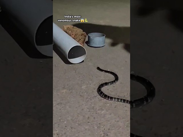 India's most venomous snake rescue 😱🐍 Common Krait (venomous)