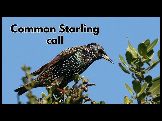 Common Starling call