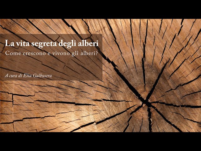 “La vita segreta degli alberi: come crescono e vivono? ”, a cura Elia Galbusera