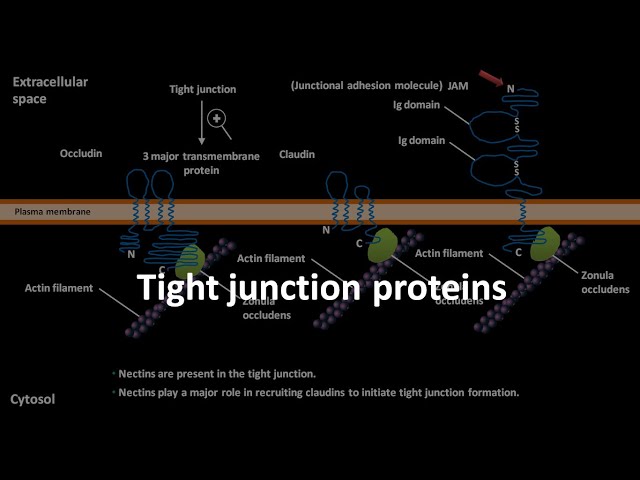 Tight junction proteins