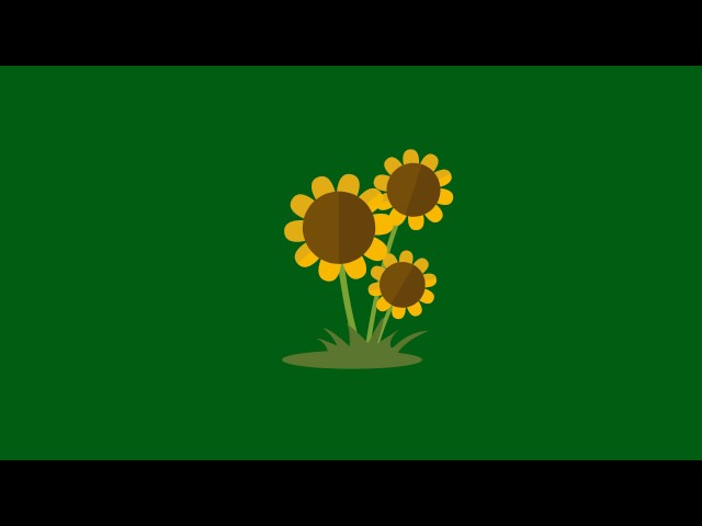 Animated Sunflower Green Screen Adobe After Effects