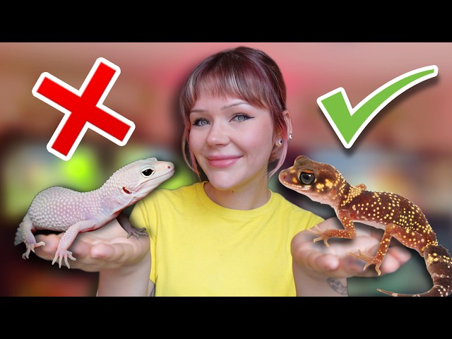 Don't Get a Leopard Gecko, Get a Barking Gecko Instead!