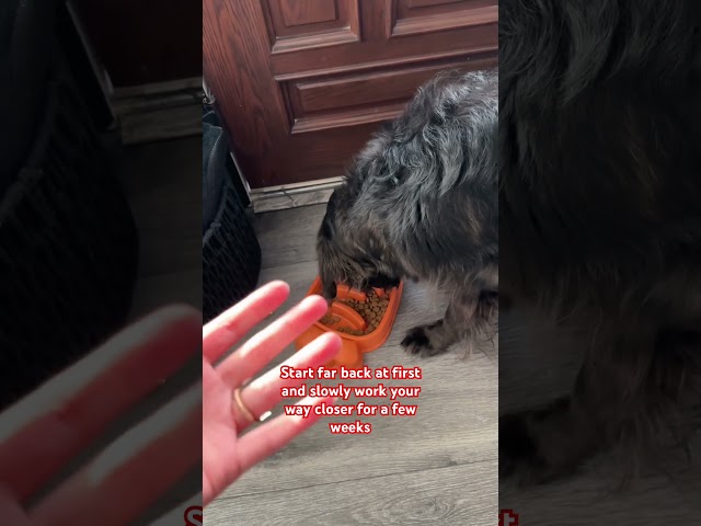 Easy Steps To Overcome Resource Guarding In Your Dog