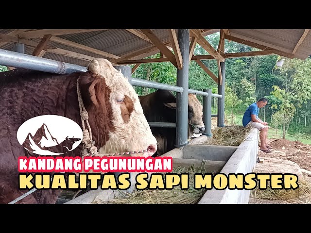 Sapi Kualitas Jumbo Kandang Pegunungan