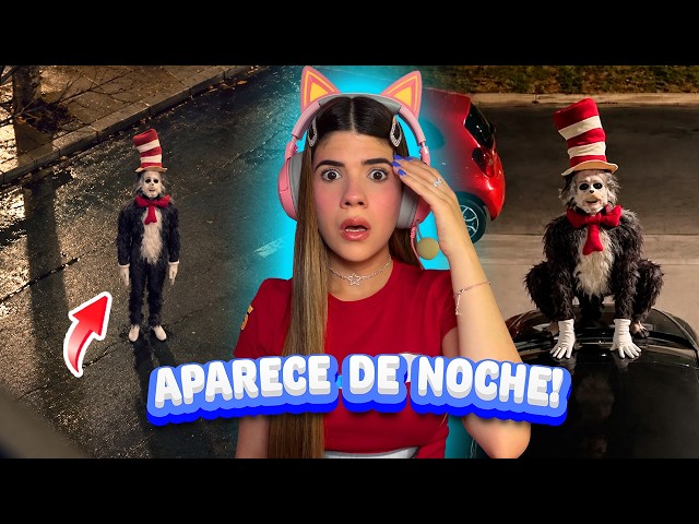 CAT in the HAT CAUGHT on CAMERA CHASING people IN THE STREET⚠️😰 | Ani Cat😻