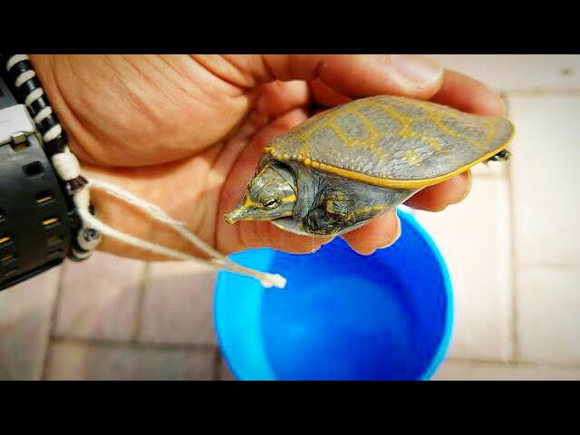 RESCUED a RARE BABY SoftShell TURTLE!