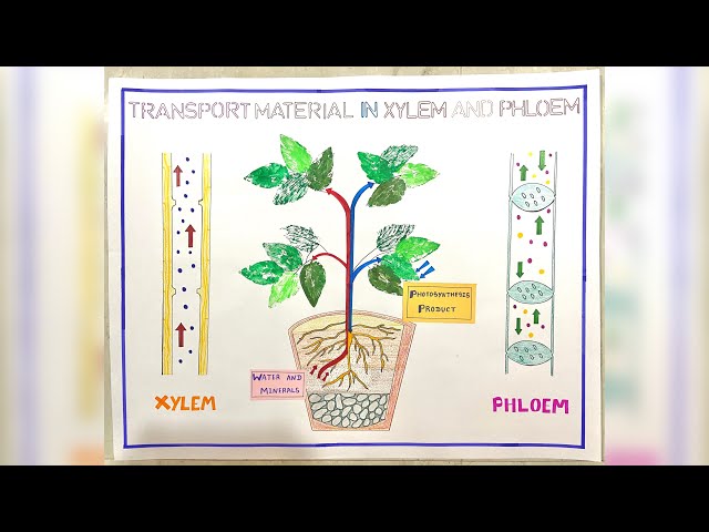 Plant tissue Teaching Learning Material | Xylem & Phloem | Standard-9 | Teaching Aid | B.Ed