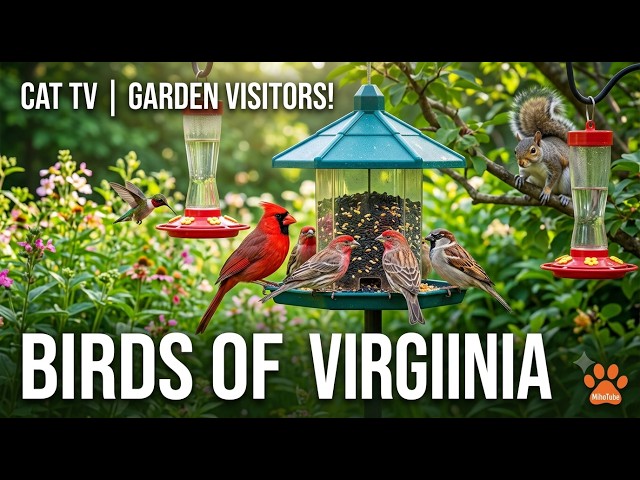 [Cat TV] 🐦 Relaxing Backyard Bird Cam For Bored Cats | 2026.08.07