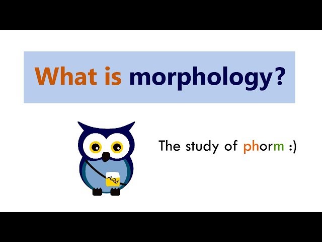 What is morphology?