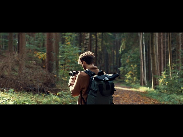Cinematic walk in the woods.