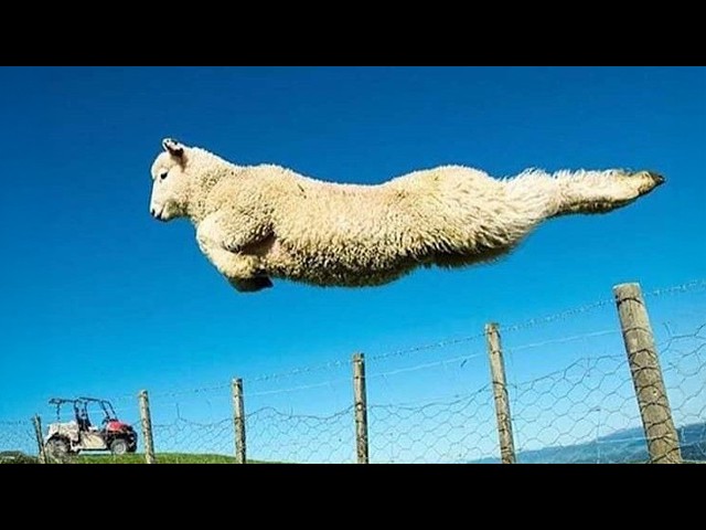 Funniest ANIMALS Videos 2026 That Will Blow Your Mind! 😂