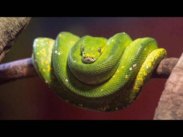 🐍#Python For Beginners🐍 Pt.12 - Learning from W³ Schools #100daysofcode