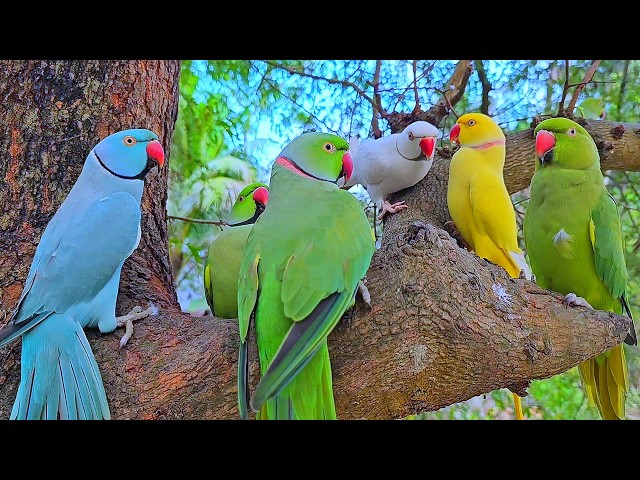 Talking Indian Ringneck Parrot Natural Sounds