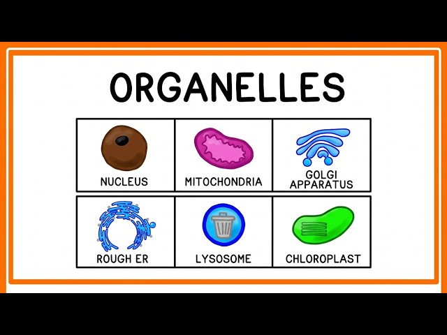 Organelles Explained! Cell Compartments, Structure & Function