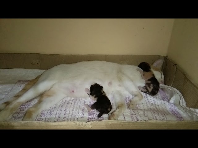tiny kittens with mother Kittie