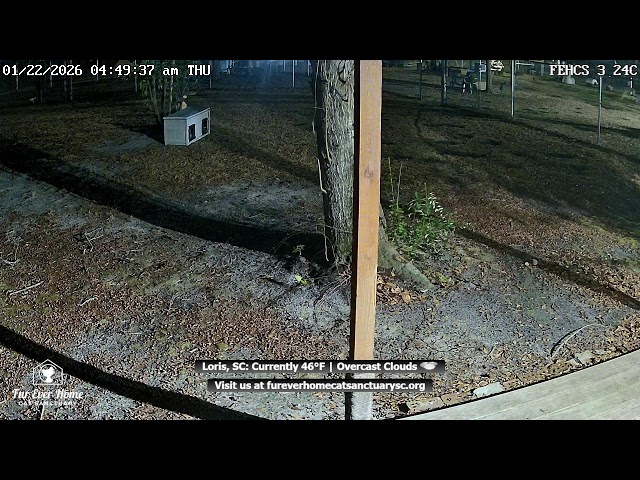 Fur Ever Home Cat Sanctuary Live Stream