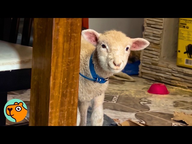 Spoiled Lamb Won’t Leave Her Dad Alone | Cuddle Buddies