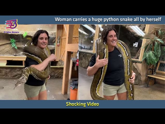 Woman carries a huge python snake all by herself | 3 Min News