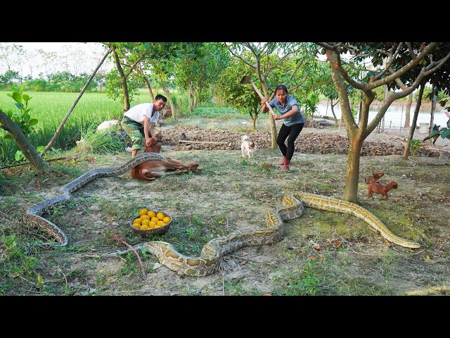 Terrifying Farm Rescue: Saving a Calf from a Giant Python — Shocking Eggs Discovered!(Full Process)