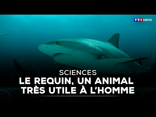🦈 Sharks: An animal that's very useful to humans｜TF1 INFO