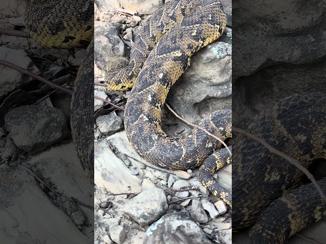 Snake in the mountain #shorts