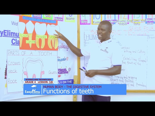 The functions of teeth in humans | Grade 4 Science and Technology