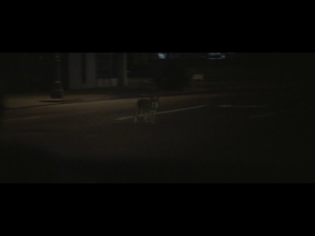 Collateral (2004) - Symbolism Of Coyote