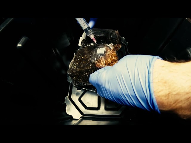 Inoculating rye grain bag