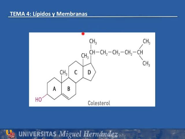 Topic 4.3 Structure, composition and properties of steroids (UMH1003 2015-16)